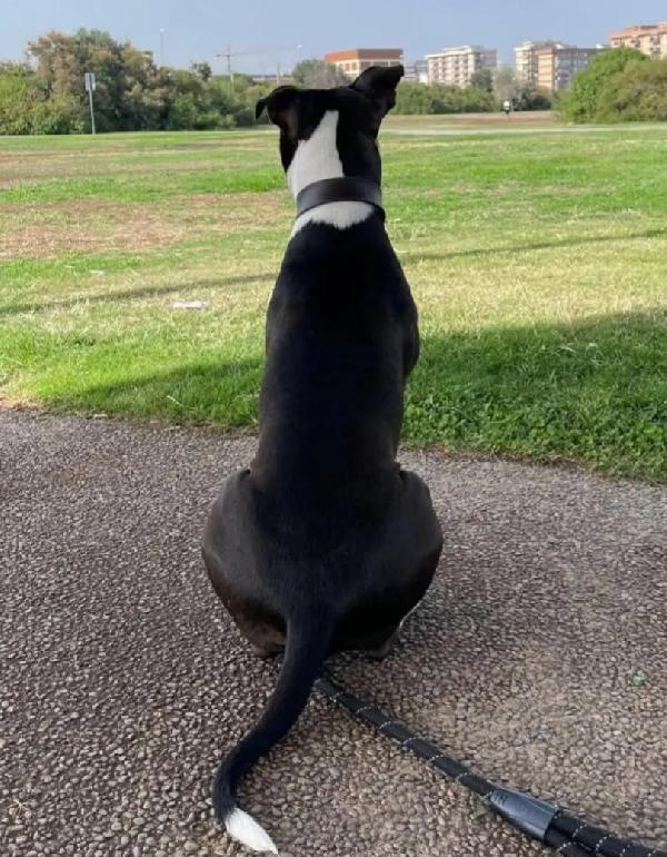 Jager Pitbull splendido 5anni padrone deceduto! SUD Foto 3